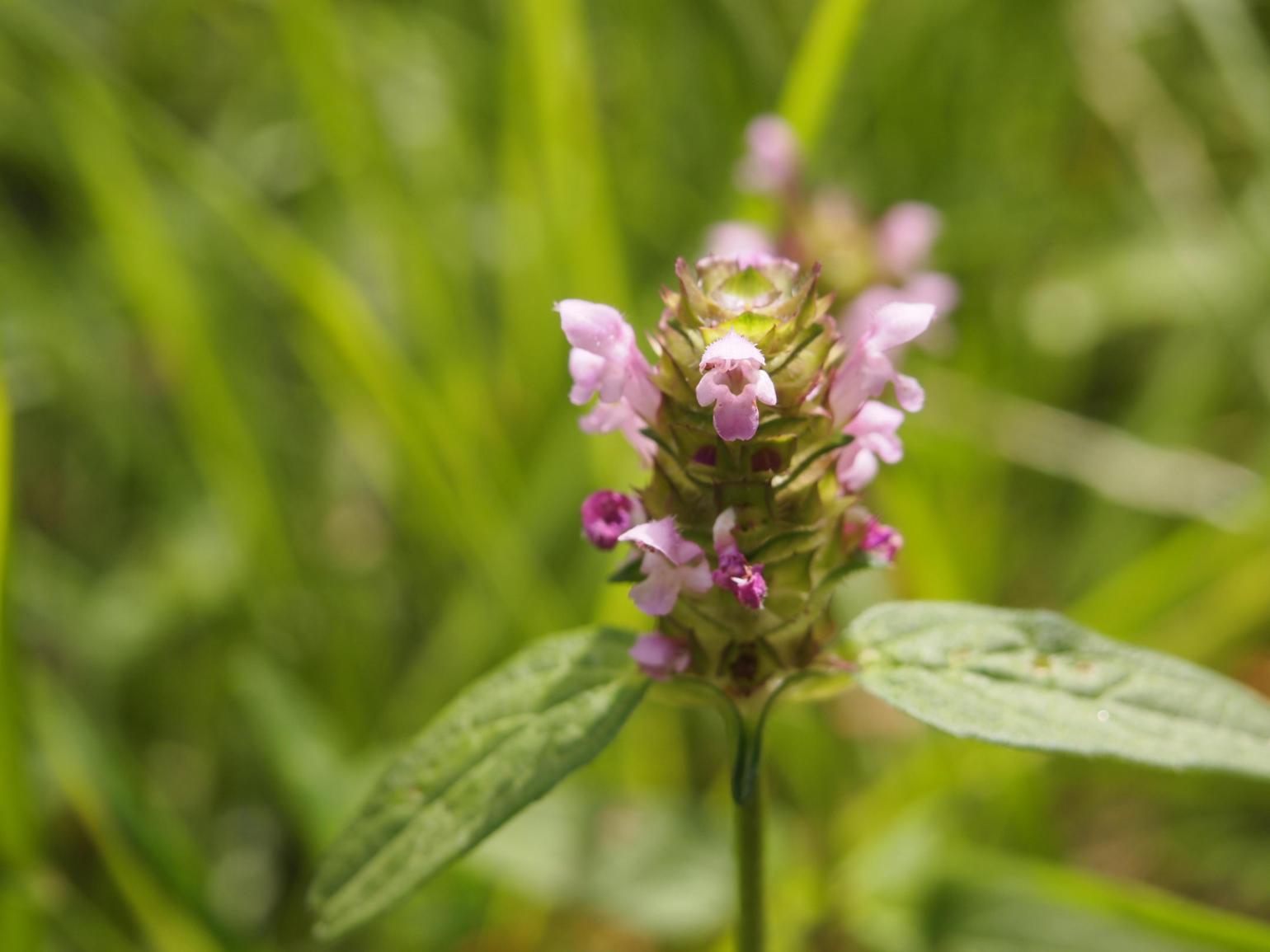 Self-Heal, Common